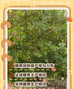 腰果长在哪里 腰果长在哪里