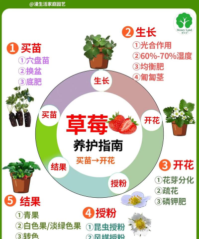 草莓盆栽什么时候养 草莓盆栽什么时候养