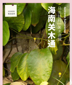 隐形的花有哪些 隐形的花有哪些