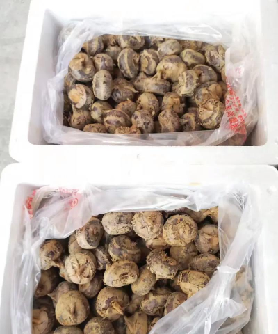 荸荠生长在哪里 喜欢生长在什么地方 荸荠生长在哪里 喜欢生长在什么地方