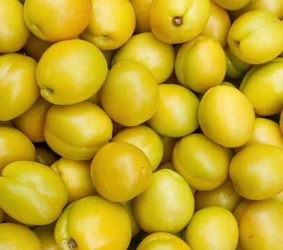 2024年珍珠油杏多少钱一斤 2024年珍珠油杏多少钱一斤