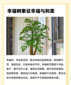 幸福树寓意是什么 幸福树寓意是什么
