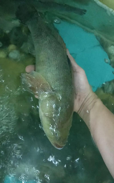 2024年黄骨鱼多少钱一斤 2024年黄骨鱼多少钱一斤