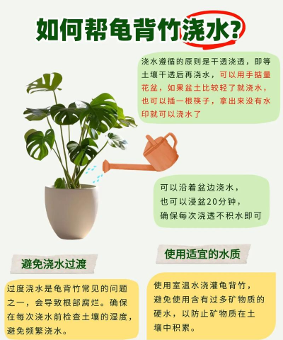 龟背竹可以水养吗 龟背竹可以水养吗