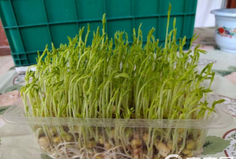 松柳菜怎么种 松柳菜怎么种