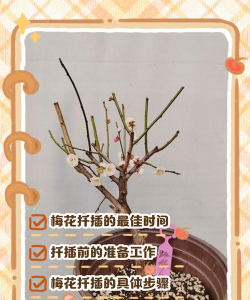 梅花如何扦插繁殖 梅花如何扦插繁殖