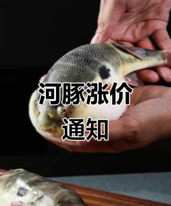 2024年河豚多少钱一斤 2024年河豚多少钱一斤