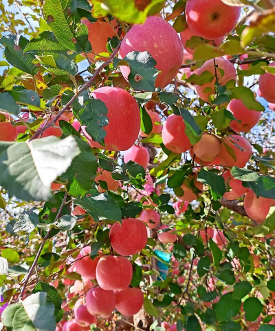 红富士苹果产地在哪里 红富士苹果产地在哪里