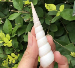 鱼缸放钉子有什么效果 鱼缸放钉子有什么效果