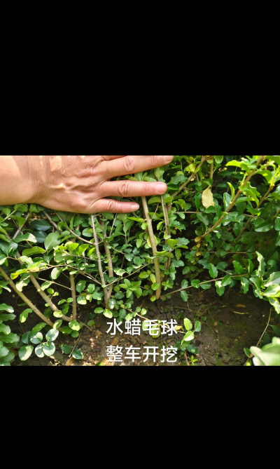水蜡树的繁殖方法有哪些 水蜡树的繁殖方法有哪些
