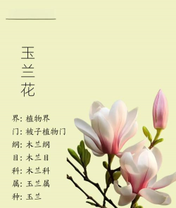 玉兰花的花语 玉兰花的花语