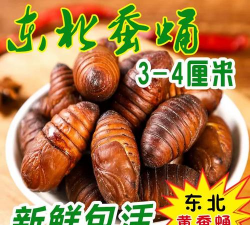 2024年蚕蛹多少钱一斤 2024年蚕蛹多少钱一斤