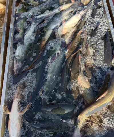 2024年花鲢鱼多少钱一斤 2024年花鲢鱼多少钱一斤