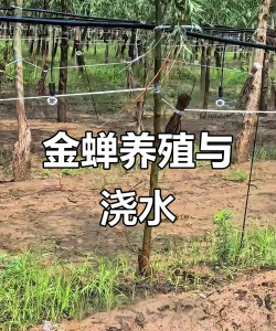 金蝉养殖方法和注意事项 金蝉养殖方法和注意事项