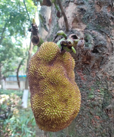 南方水果有哪些 南方水果有哪些