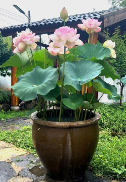 荷花放在院子什么位置好 荷花放在院子什么位置好