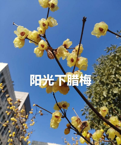 黄梅什么季节开花最好 黄梅什么季节开花最好