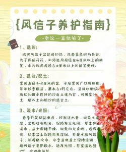 风信子花的养殖方法和注意事项 风信子花的养殖方法和注意事项