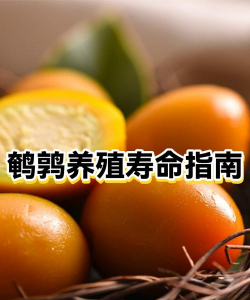 鹌鹑的养殖方法和注意事项 鹌鹑的养殖方法和注意事项