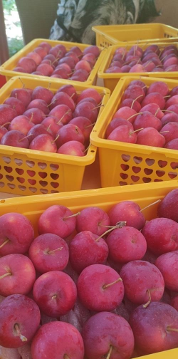 2024年海棠果多少钱一斤 2024年海棠果多少钱一斤