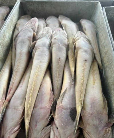 2024年牛尾鱼多少钱一斤 2024年牛尾鱼多少钱一斤