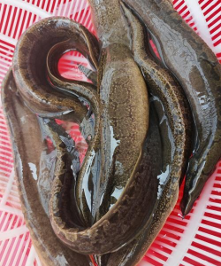 2024年刀鳅鱼多少钱一斤 2024年刀鳅鱼多少钱一斤