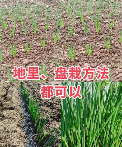 天冷小葱怎么种植 天冷小葱怎么种植