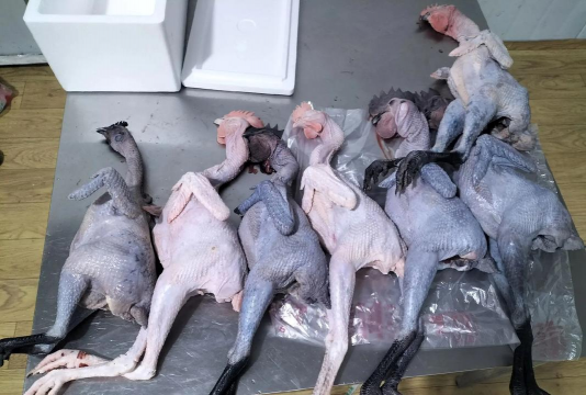 2024年五黑鸡多少钱一斤 2024年五黑鸡多少钱一斤