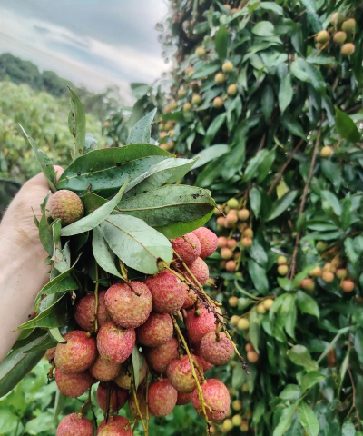 2024年白糖罂荔枝多少钱一斤 2024年白糖罂荔枝多少钱一斤