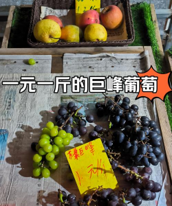 2024年葡萄多少钱一斤 2024年葡萄多少钱一斤