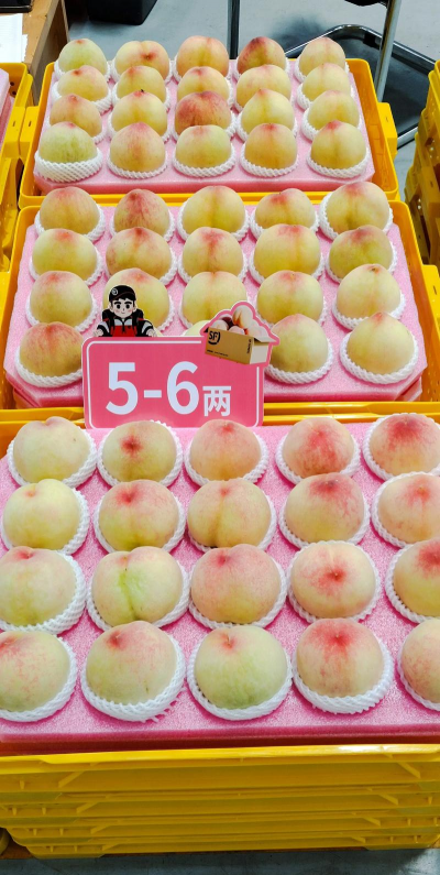 2024年阳山水蜜桃多少钱一斤 2024年阳山水蜜桃多少钱一斤