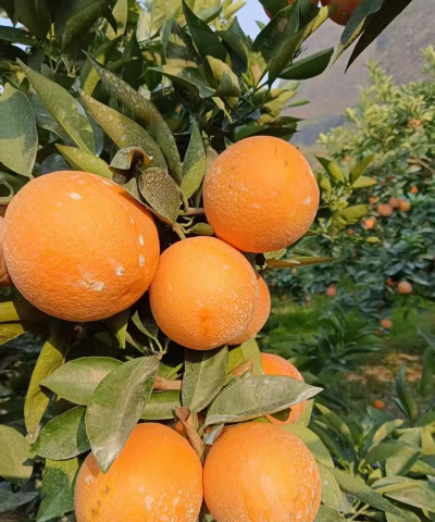 2024年夏橙多少钱一斤 2024年夏橙多少钱一斤