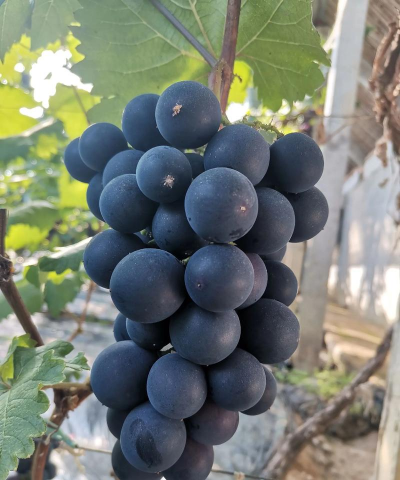 2024年巨峰葡萄多少钱一斤 2024年巨峰葡萄多少钱一斤