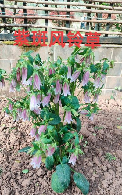 紫斑风铃草 紫斑风铃草