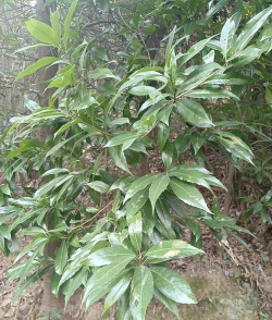 青冈木是什么树 青冈木是什么树