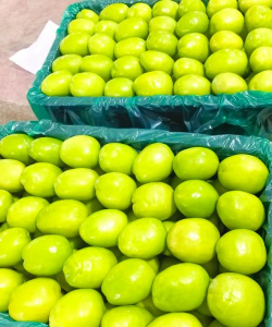 2024年青枣多少钱一斤 2024年青枣多少钱一斤