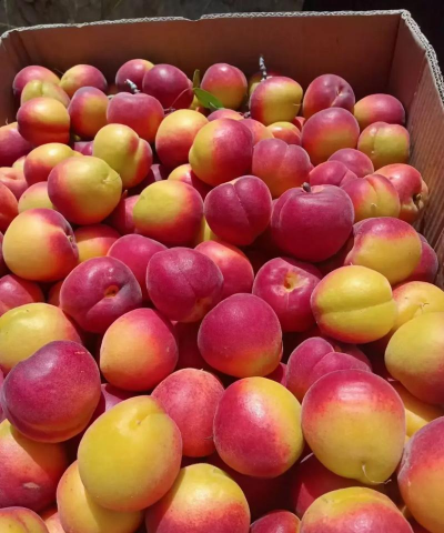 2024年杏多少钱一斤 2024年杏多少钱一斤