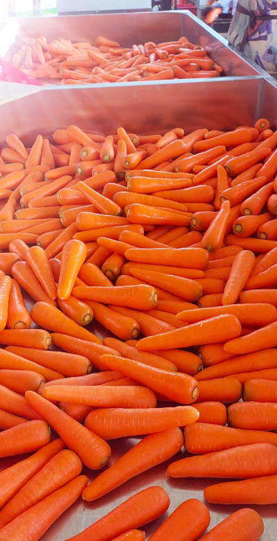 2024年胡萝卜多少钱一斤 2024年胡萝卜多少钱一斤