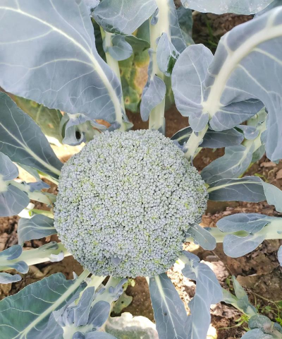 2024西兰花多少钱一斤 2024西兰花多少钱一斤