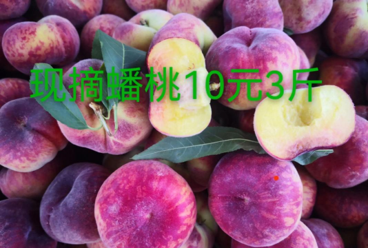 2024年蟠桃多少钱一斤 2024年蟠桃多少钱一斤