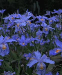 蓝色花有哪些花种 蓝色花有哪些花种