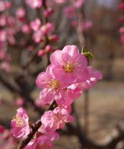 春天有哪些花春天 春天有哪些花春天