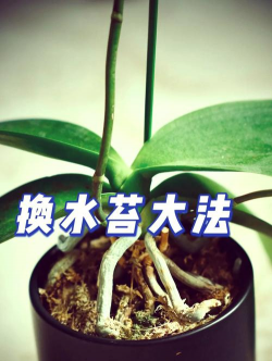 水苔养花有什么作用 水苔养花有什么作用
