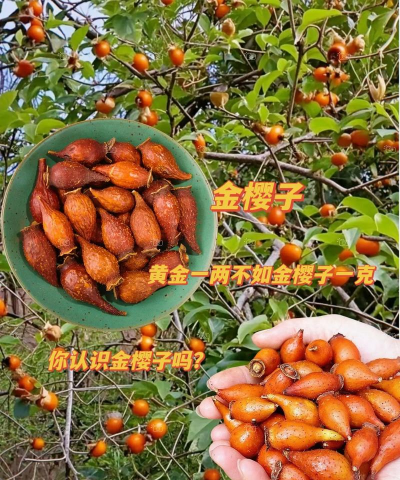 2024年金樱子多少钱一斤 2024年金樱子多少钱一斤