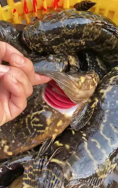 2024年龙胆石斑鱼多少钱一斤 2024年龙胆石斑鱼多少钱一斤