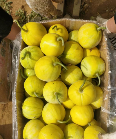 2024年香瓜多少钱一斤 2024年香瓜多少钱一斤