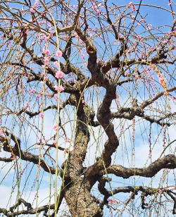 垂梅什么季节开花 垂梅什么季节开花