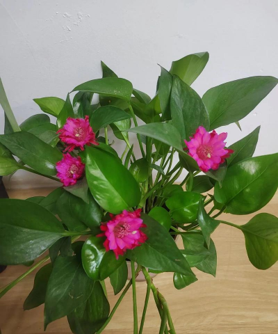 绿萝开花是什么样子 绿萝开花是什么样子