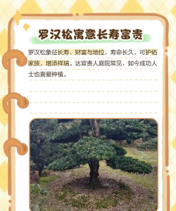 罗汉松的含义是什么 罗汉松的含义是什么