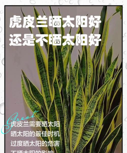 虎皮兰花能晒太阳吗 虎皮兰花能晒太阳吗